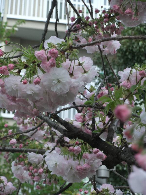 旅から日本を元気にしよう！！